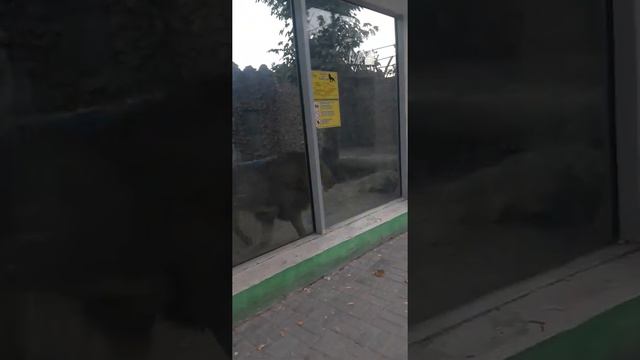 Ернұр зоопарк те смотреть онлайн