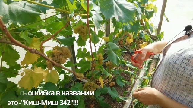 ВИНОГРАД 25 августа Смотрим поспевшие сорта. Выбираем самый сладкий 7ч смотреть онлайн