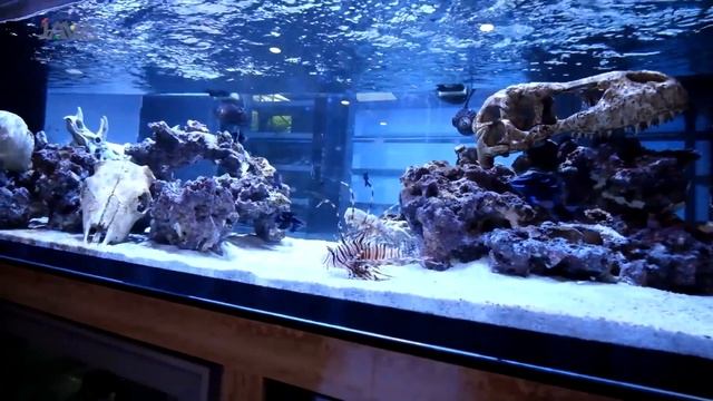 MARINE TANK PREDATOR | SAATNYA ISI IKAN PREDATOR SKULL TANK @Audrey-A @IndoExoticPets смотреть онлайн