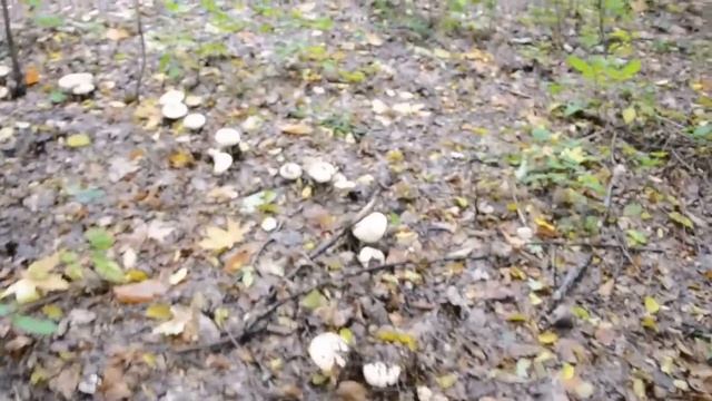 Гриби рядовки смотреть онлайн
