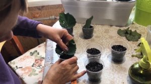 Размножение бегонии листочками и черенками.