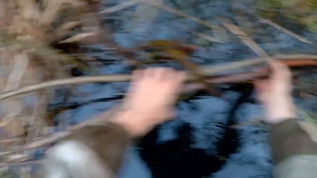 Охота на бобра с проходным капканом КП250. Охота на бобра в Беларуси смотреть онлайн