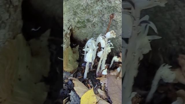 Rare "Ghost Plant" | Leeches Off Fungi to Live смотреть онлайн