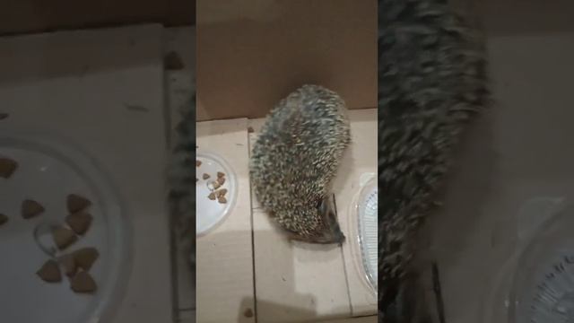 ушастый ёжик ? смотреть онлайн