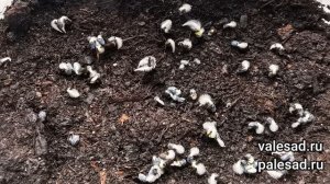 БАЗИЛИК ВЗОЙДЕТ ЩЕТКОЙ если посеете базилик правильно! Простой и легкий способ выращивания базилика