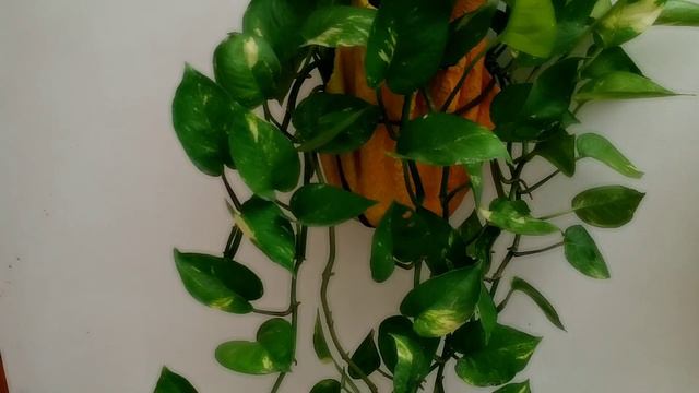 Plants that you can grow in water||पौधे जिन्हें आप पानी में भी लगा सकते हैं||IN Hindi смотреть онлайн