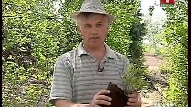 Грибные украшения для гостиной