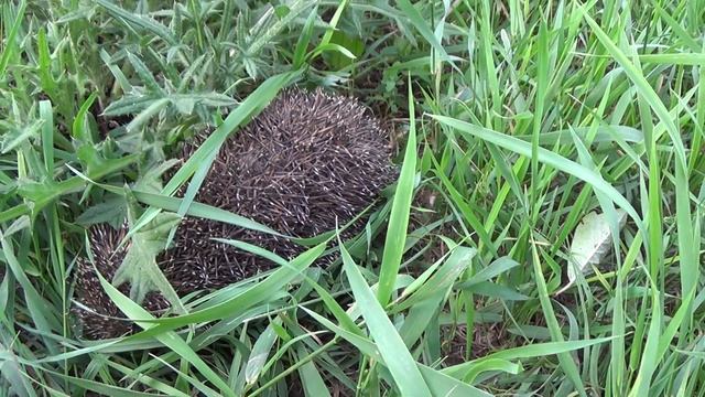 Sony hdr-cx220 качество(кузнечика) ЗУМА! смотреть онлайн