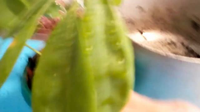 Саженец комнатного цветка Schefflera arboricola в картошке для отращивания корней смотреть онлайн