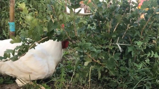 Бройлер-Гигант 9 кг. 127 дней. Конец сериала о КОББ-500. смотреть онлайн