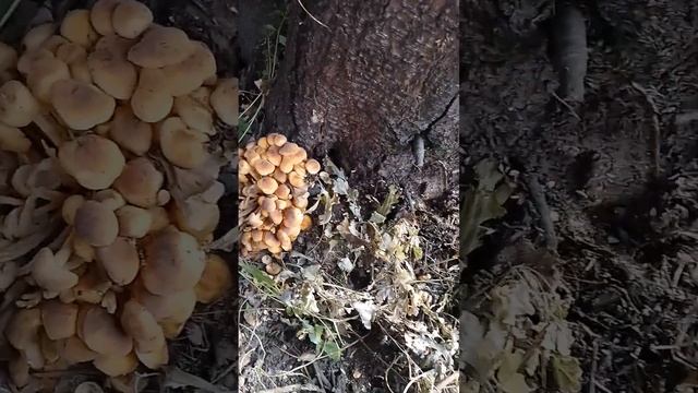 Нашел грибочки на своем участке)... красивые ложные опята. смотреть онлайн