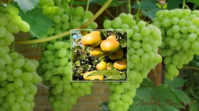 Дары природы смотреть онлайн