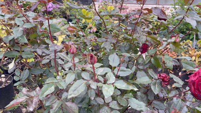 Отправляем розы зимовать . смотреть онлайн