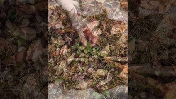 Wintergreen (Gaultheria procumbens) Basic Identification and Edible Parts