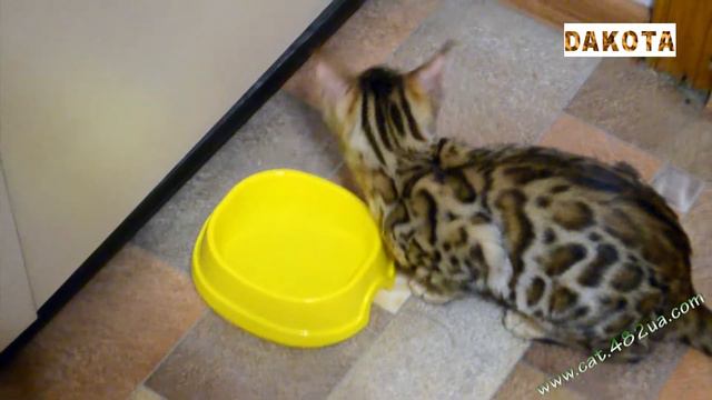Дакота впервые дома пьет воду, www.cat.482ua.com, в гостях у бенгальской кошки смотреть онлайн