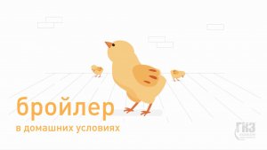 Выращивание бройлеров в домашних условиях