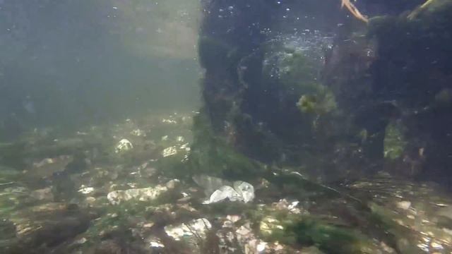 Small fishes in river // Маленькие рыбки в реке смотреть онлайн