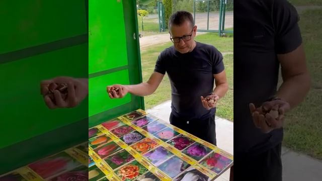 Луковицы Тюльпанов для выгонки к 8 Марта смотреть онлайн