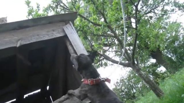 Питбуль Охота за котом. Берёт любые преграды. смотреть онлайн