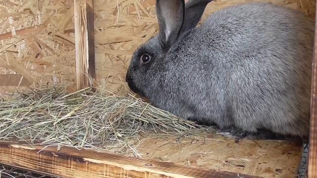 Обустройство крольчатника! смотреть онлайн