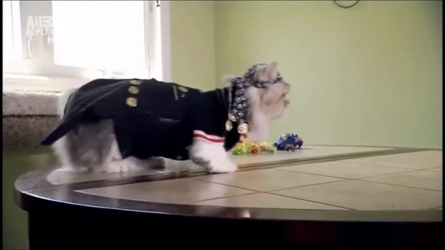 Napoleon cat (Порода кошек Наполеон) Murmulet.ru смотреть онлайн