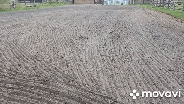 Скаут Т 18, боронование под грядки. смотреть онлайн