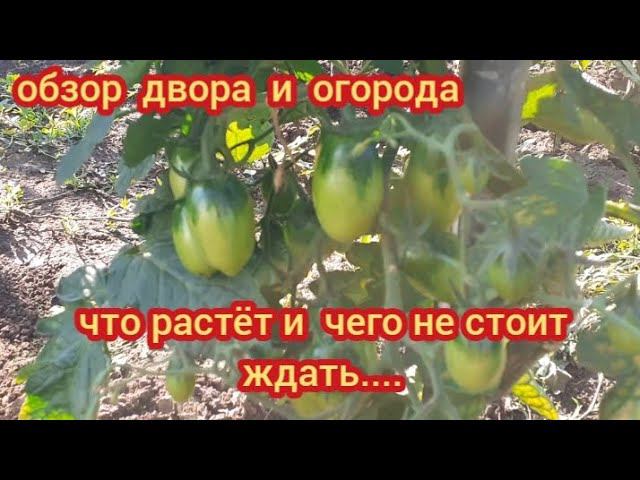 Обзор грядок и огорода. Огурцов нет и не стоит ждать.... смотреть онлайн