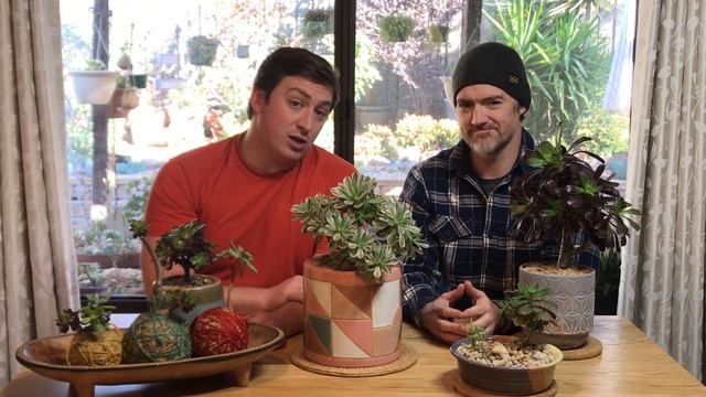 Foster & Grow - Aeonium Ballerina