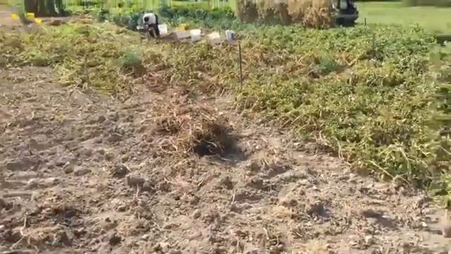LA PLACE DU VILLAGE Gabriel qui ramasse ses pommes de terre a Feissons-sur-Salins смотреть онлайн