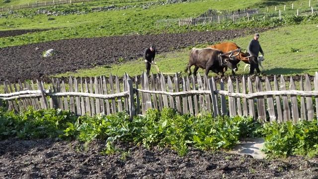 Оран в с. Ушгули, Горно Сванети, Грузия смотреть онлайн