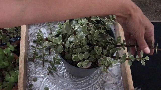 Portulacaria Afra Variegata RAINBOW Elephant Bush Propagating Pruning - MOODY BLOOMS