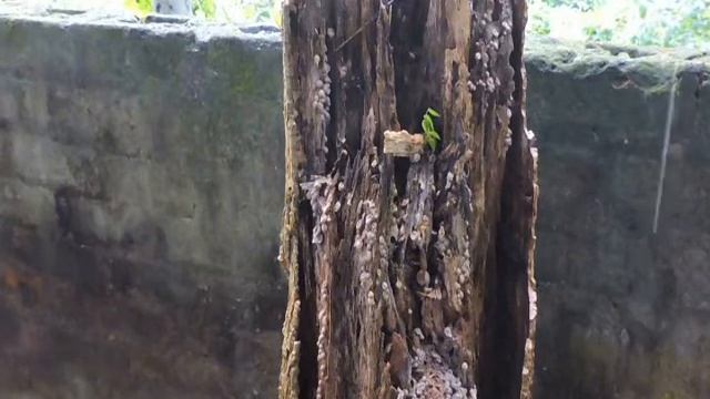 Fungus spores disparsal смотреть онлайн