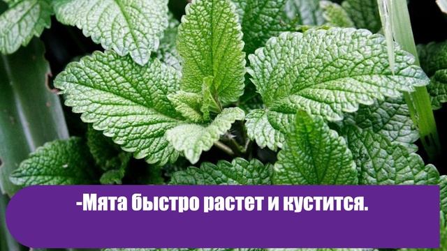 За ними легко ухаживать! 4 специи, которые стоит выращивать прямо в квартире смотреть онлайн