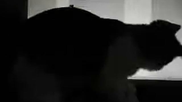 Cat catches mouse pointer / Кошка ловит курсор мыши смотреть онлайн
