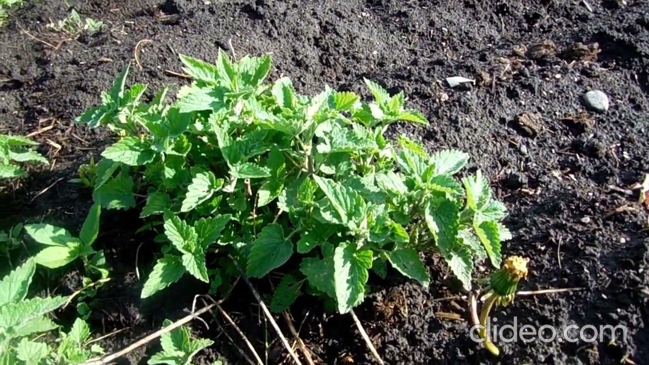 Доп. приманка на соболя и куницу. смотреть онлайн