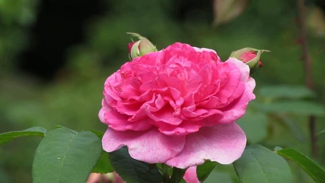 Rosa Gertrude Jekyll смотреть онлайн