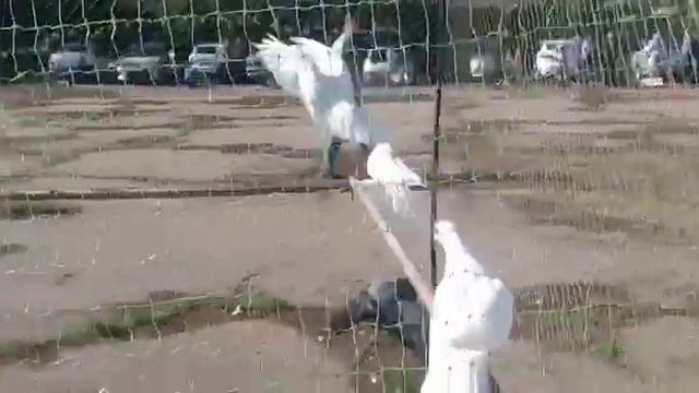 Сельские голуби. 16 05 2021г ярмарка 2 часть г Ипатово Ставропольский край. смотреть онлайн