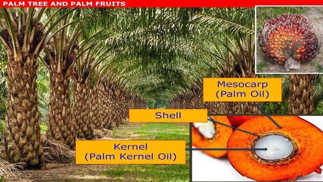 Malaysian Palm Oil International Chef Conference 2016: Oil Palm Tree & Fruits смотреть онлайн