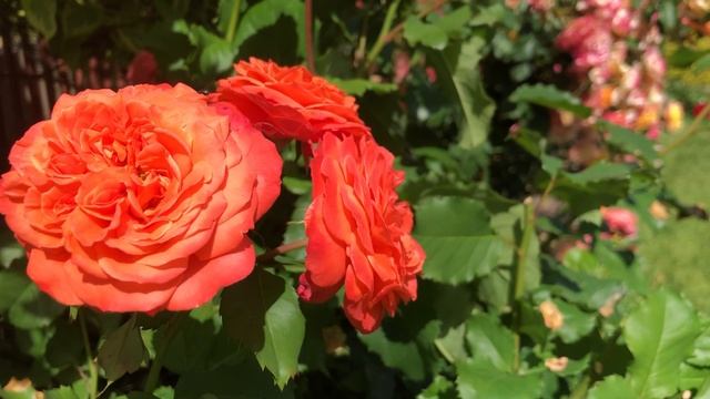 2023-01-17 смотреть онлайн