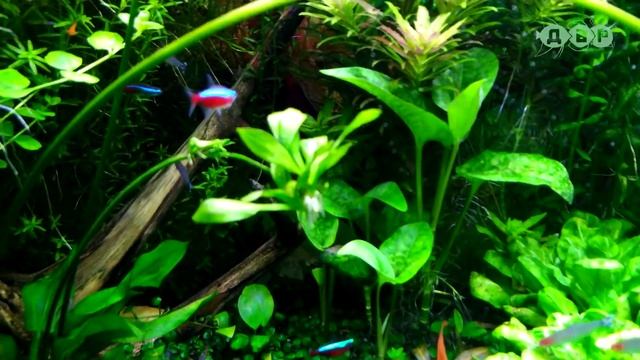 ДОМАШНИЙ АКВАРИУМ ТРАВНИК 250 ЛИТРОВ ГОРДЕЯ И ИРИНЫ! смотреть онлайн