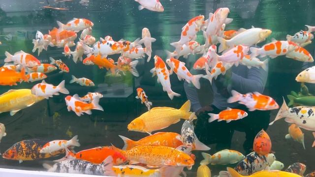 Карпы Кои зимуют в гигантском аквариуме. смотреть онлайн