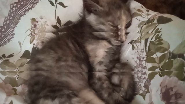 История одной кошечки Муси. Молодость Муси. смотреть онлайн