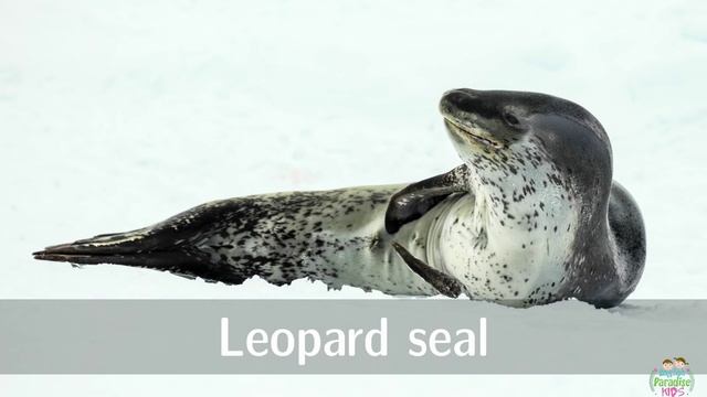 Antarctic Animals For Kids: The Wildlife Of The Sourth Pole!