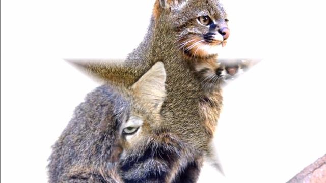? Colo Colo English Name Colocolo, Pampas Cat,Pajero ?