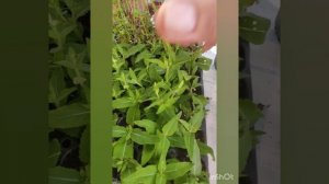 Пересаживаю черенки шалфея дубравного и тимьяна (чабреца).