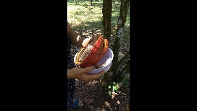 Какао. Разогревающий крем. смотреть онлайн