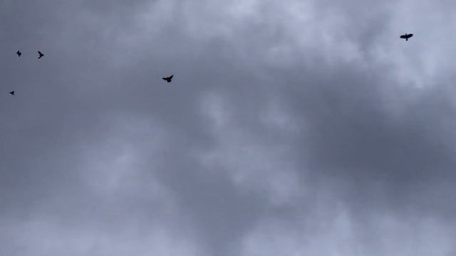 Вороны и голуби смотреть онлайн