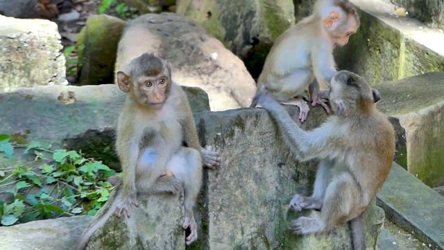 Smart bebe m.o.n.k.e.y.s take care mama Luna very comfort смотреть онлайн