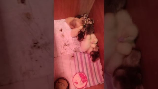 Автоматический инкубатор Птичий двор а 64, вывод гусят смотреть онлайн