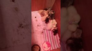 Автоматический инкубатор Птичий двор а 64, вывод гусят